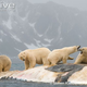 Illustration for article titled Thursidae - Ursus maritimus Edition